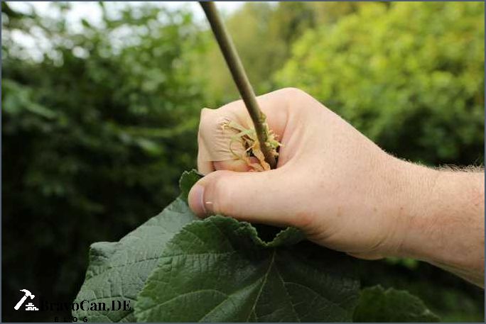 Staudenhalter selber machen Tipps und Anleitungen für kreative Gartenliebhaber