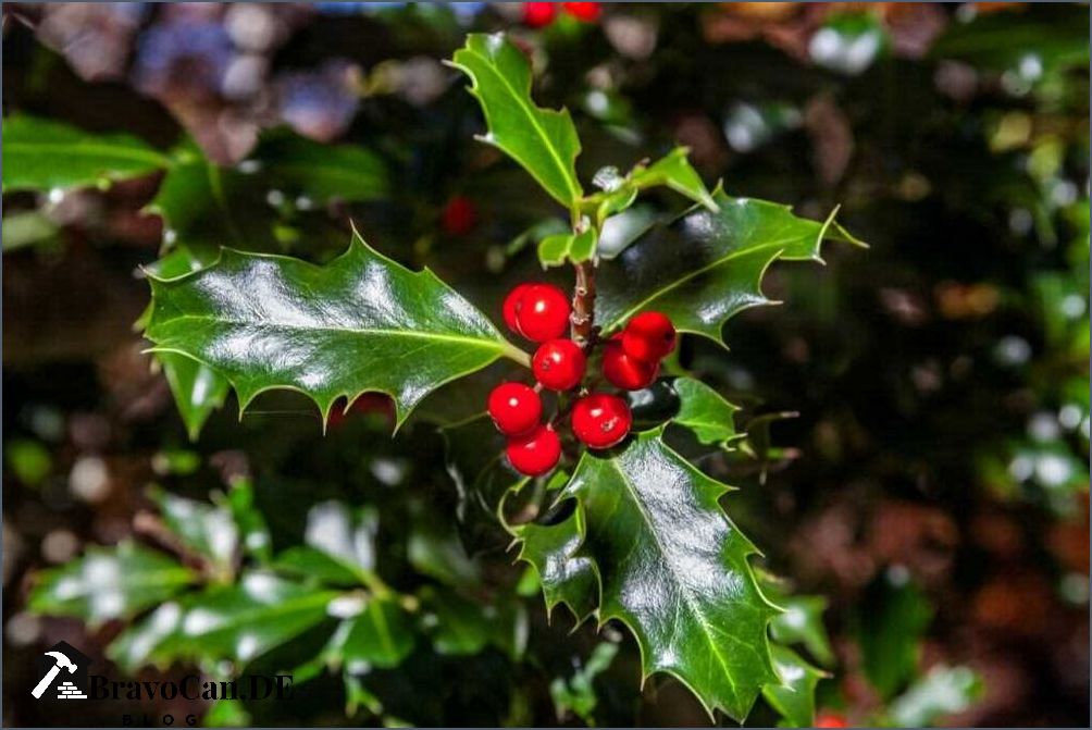 Stechpalme blaue Beeren Eine Anleitung zur Pflege und Verwendung Stechpalme blaue Beeren Eine Anleitung zur Pflege und Verwendung