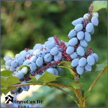 Stechpalme blaue Beeren Eine Anleitung zur Pflege und Verwendung Stechpalme blaue Beeren Eine Anleitung zur Pflege und Verwendung