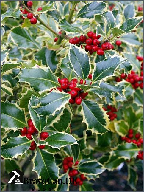 Stechpalme blaue Beeren Eine Anleitung zur Pflege und Verwendung Stechpalme blaue Beeren Eine Anleitung zur Pflege und Verwendung