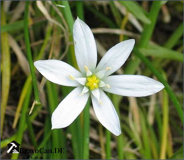 Stern von Bethlehem Pflanze Alles was Sie über diese prächtige Blume wissen müssen Stern von Bethlehem Pflanze Alles was Sie über diese prächtige Blume wissen müssen