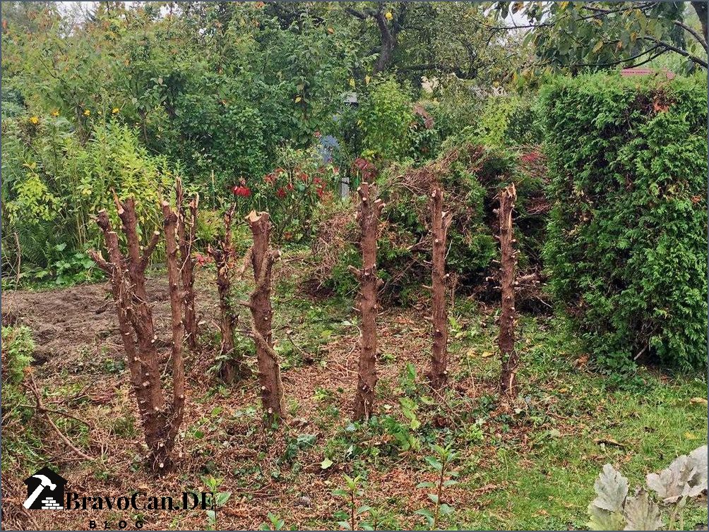 Thuja Hecke entfernen Anleitung und Tipps für eine erfolgreiche Entfernung Thuja Hecke entfernen Anleitung und Tipps für eine erfolgreiche Entfernung