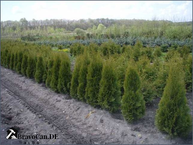 Thuja Hecke entfernen Anleitung und Tipps für eine erfolgreiche Entfernung Thuja Hecke entfernen Anleitung und Tipps für eine erfolgreiche Entfernung