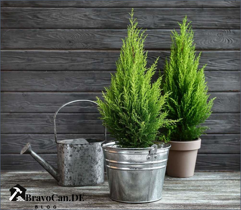 Thuja im Kübel - Tipps für die Pflege und Gestaltung Thuja im Kübel - Tipps für die Pflege und Gestaltung