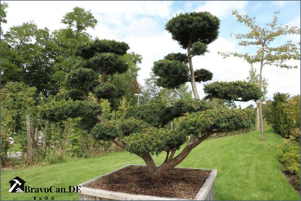 Thuja im Kübel - Tipps für die Pflege und Gestaltung Thuja im Kübel - Tipps für die Pflege und Gestaltung