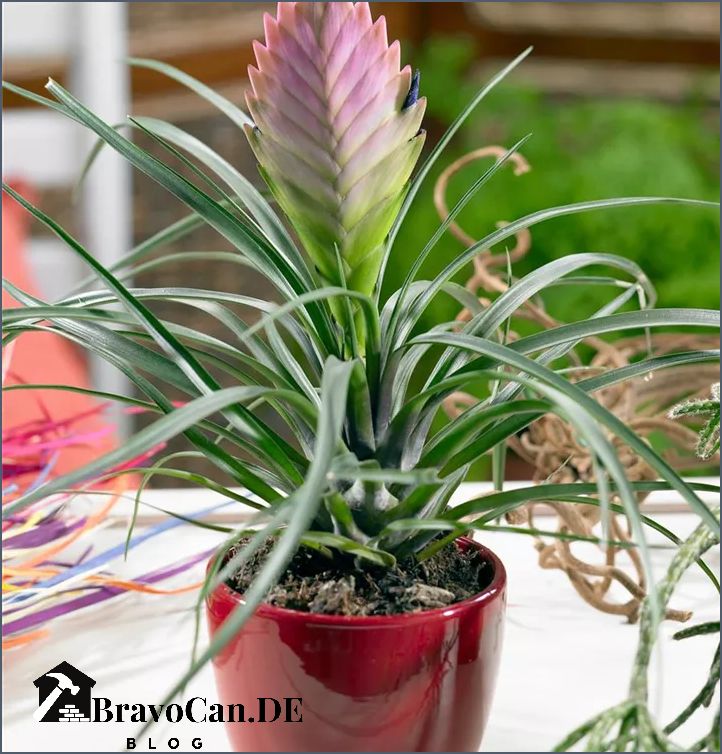 Tillandsia cyanea Pflege Tipps für die richtige Haltung