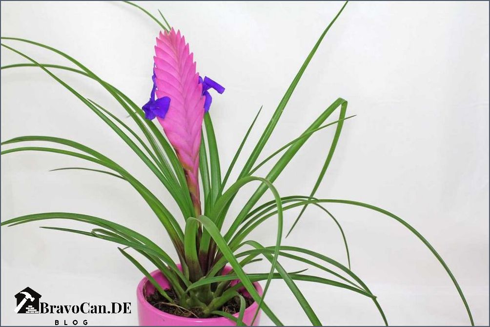 Tillandsia cyanea Pflege Tipps für die richtige Haltung