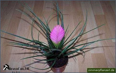 Tillandsia cyanea Pflege Tipps für die richtige Haltung
