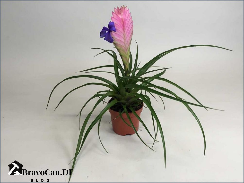 Tillandsia cyanea Pflege Tipps für die richtige Haltung