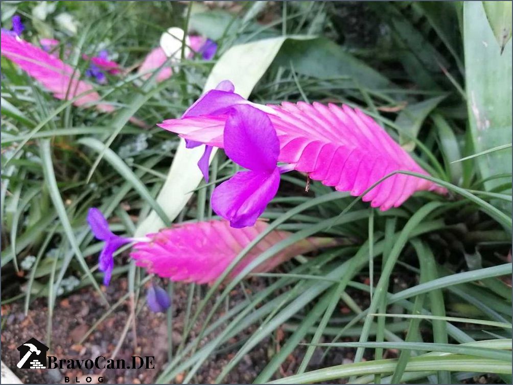 Tillandsia cyanea Pflege Tipps für die richtige Haltung