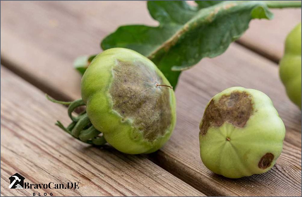 Tomaten Werden Braun Von Unten