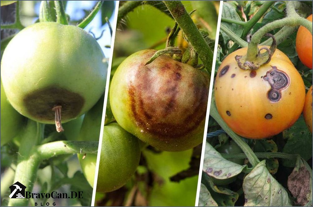 Tomate unten braun Ursachen Behandlung und Vorbeugung Tomate unten braun Ursachen Behandlung und Vorbeugung