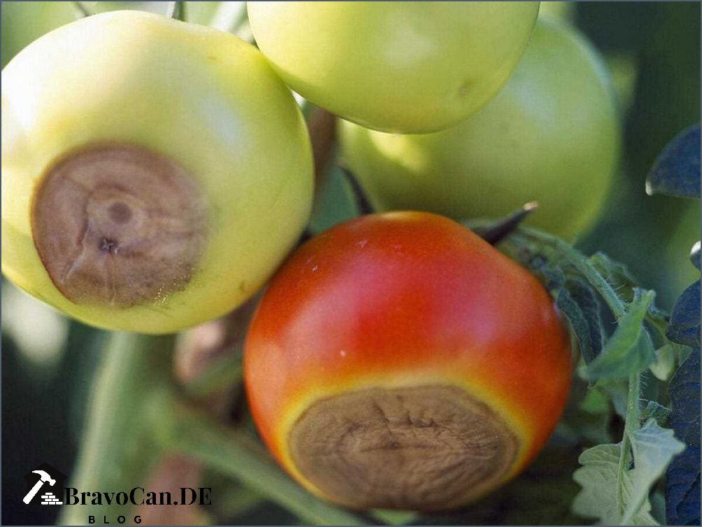 Tomaten Werden Braun Von Unten