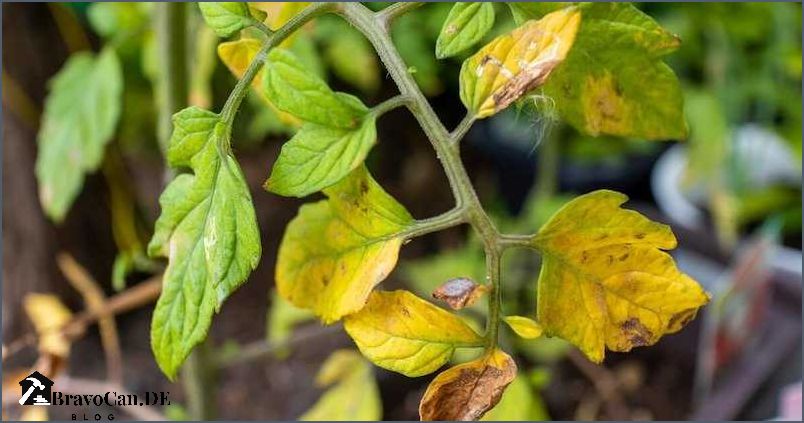 Tomatenblätter gelb Erfahren Sie wie Sie das Problem lösen können