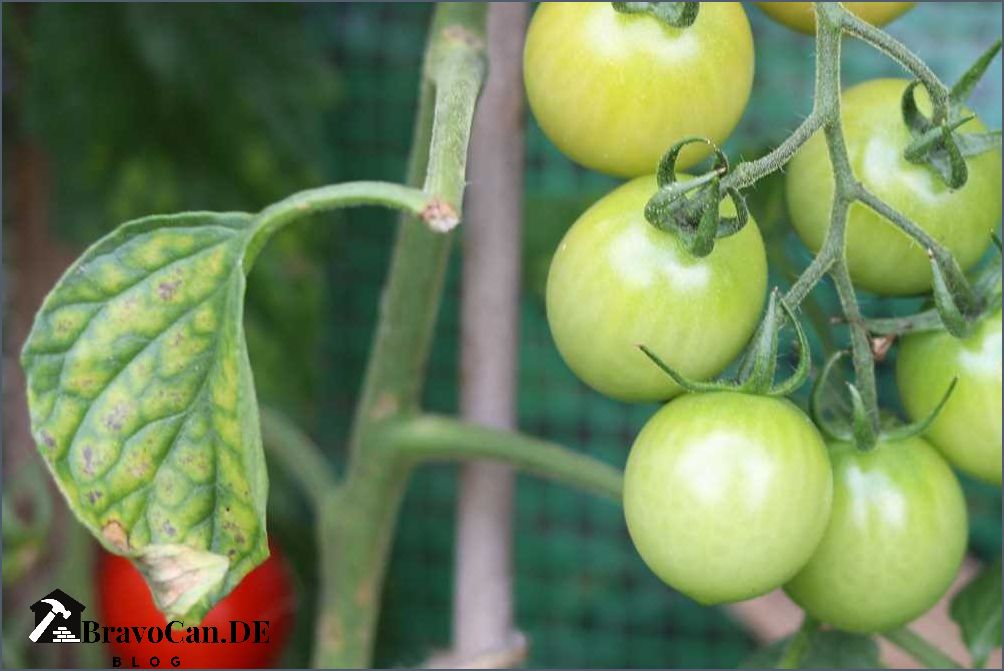 Tomatenblätter gelb Erfahren Sie wie Sie das Problem lösen können