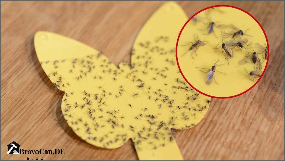 Trauermücke oder Fruchtfliege Unterschiede erkennen und bekämpfen