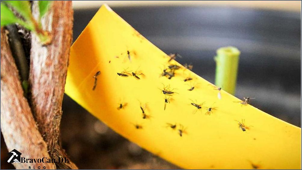 Trauermücke oder Fruchtfliege Unterschiede erkennen und bekämpfen