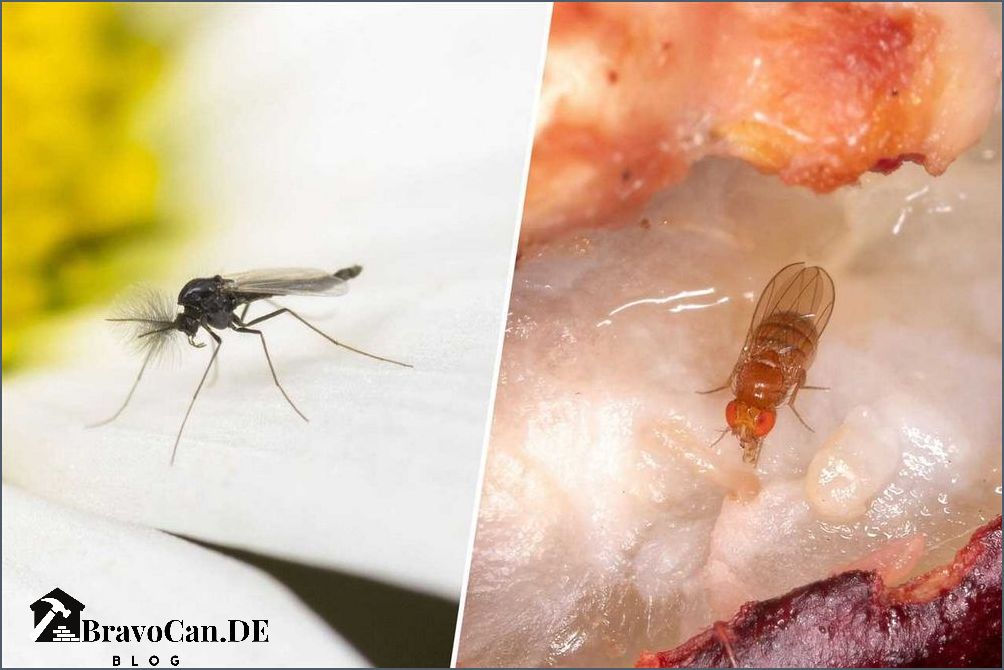 Trauermücke oder Fruchtfliege Unterschiede erkennen und bekämpfen