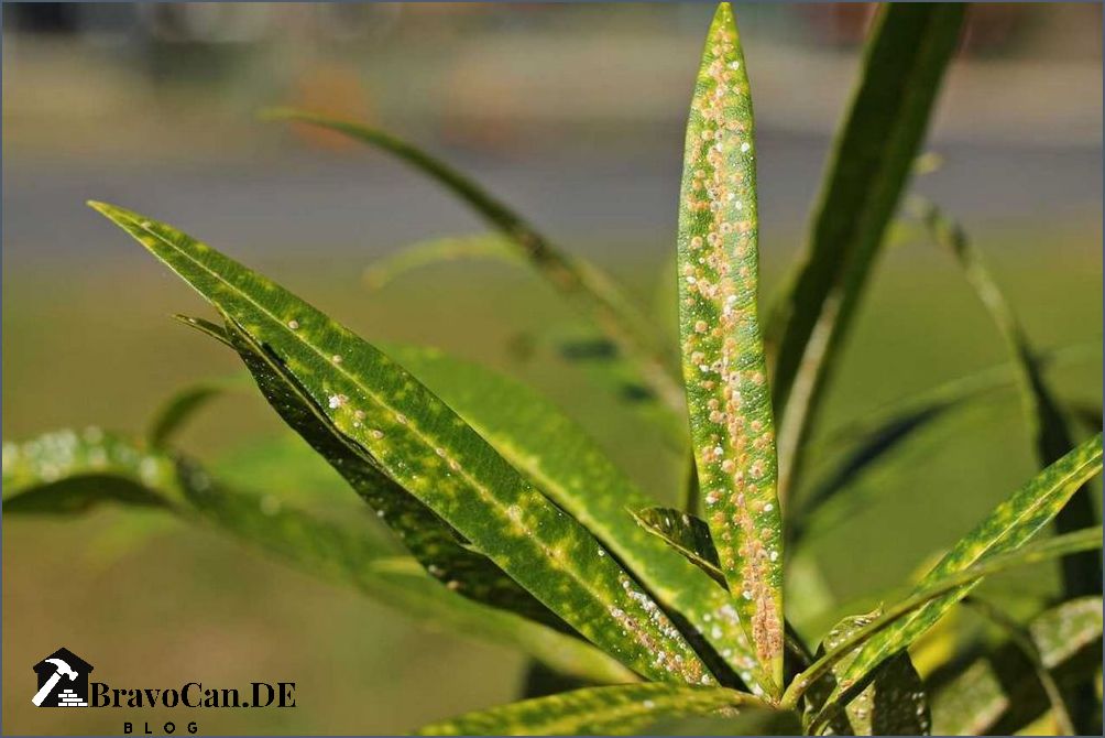 Trockene Blätter bei Oleander Ursachen Symptome und Behandlung Trockene Blätter bei Oleander Ursachen Symptome und Behandlung