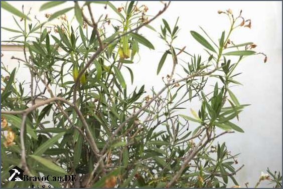 Trockene Blätter bei Oleander Ursachen Symptome und Behandlung Trockene Blätter bei Oleander Ursachen Symptome und Behandlung