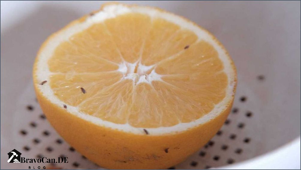 Kleine Fliegen an der Decke Tipps zur Bekämpfung und Vorbeugung Kleine Fliegen an der Decke Tipps zur Bekämpfung und Vorbeugung