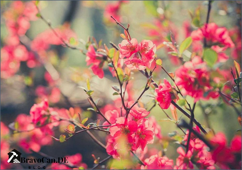 Strauch mit roten Blüten Schönheit für Ihren Garten