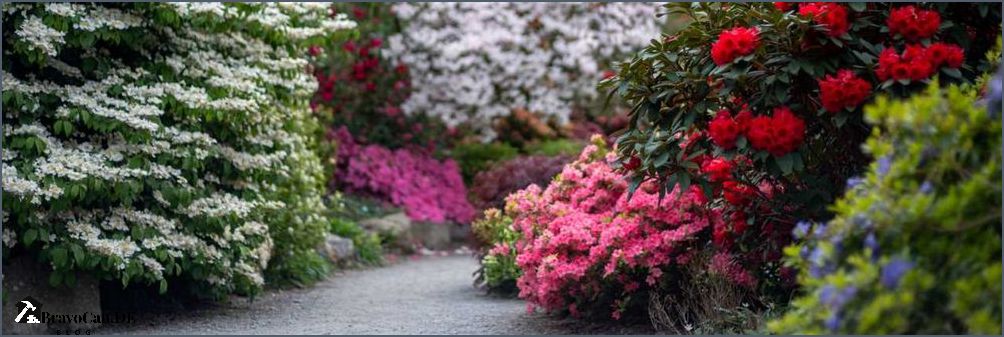 Strauch mit roten Blüten Schönheit für Ihren Garten