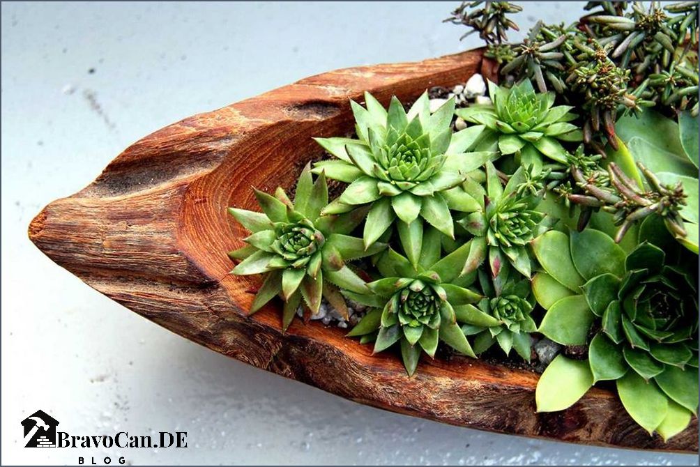 Sukkulenten Garten Ideen Tipps und Inspirationen für eine schöne Sukkulentenlandschaft