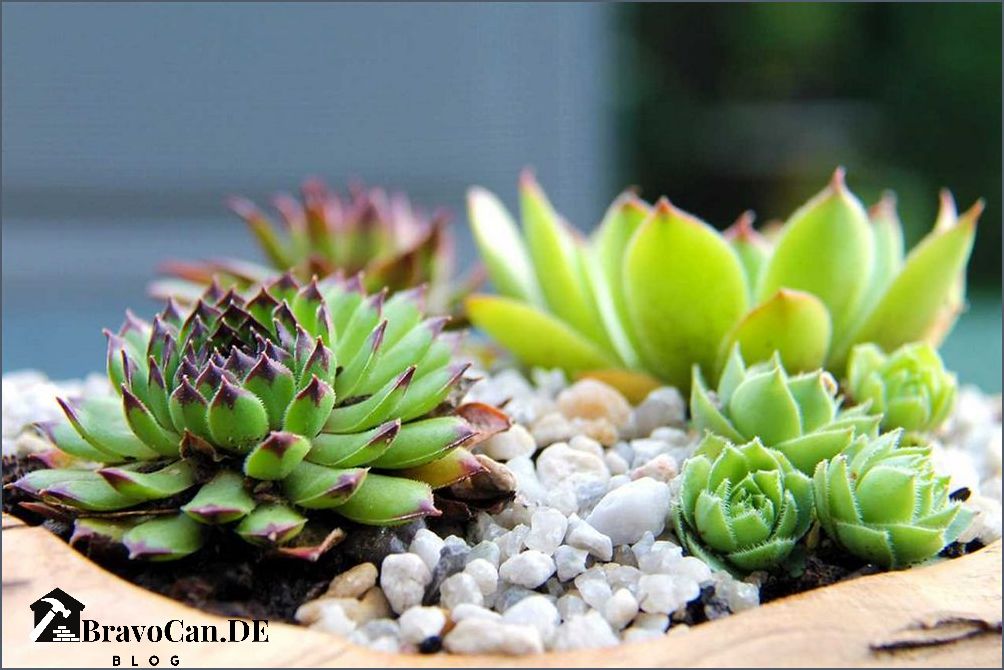 Sukkulenten Garten Ideen Tipps und Inspirationen für eine schöne Sukkulentenlandschaft