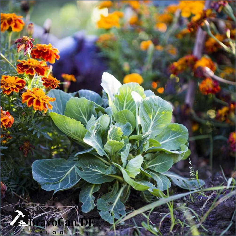 Tagetes im Gemüsebeet Tipps zur Verwendung von Tagetes in Ihrem Garten Tagetes im Gemüsebeet Tipps zur Verwendung von Tagetes in Ihrem Garten