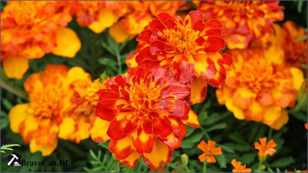 Tagetes im Gemüsebeet Tipps zur Verwendung von Tagetes in Ihrem Garten Tagetes im Gemüsebeet Tipps zur Verwendung von Tagetes in Ihrem Garten