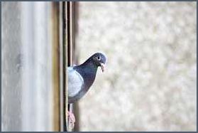 Taubeneier auf dem Balkon Wie man sie loswird und vorbeugt Taubeneier auf dem Balkon Wie man sie loswird und vorbeugt