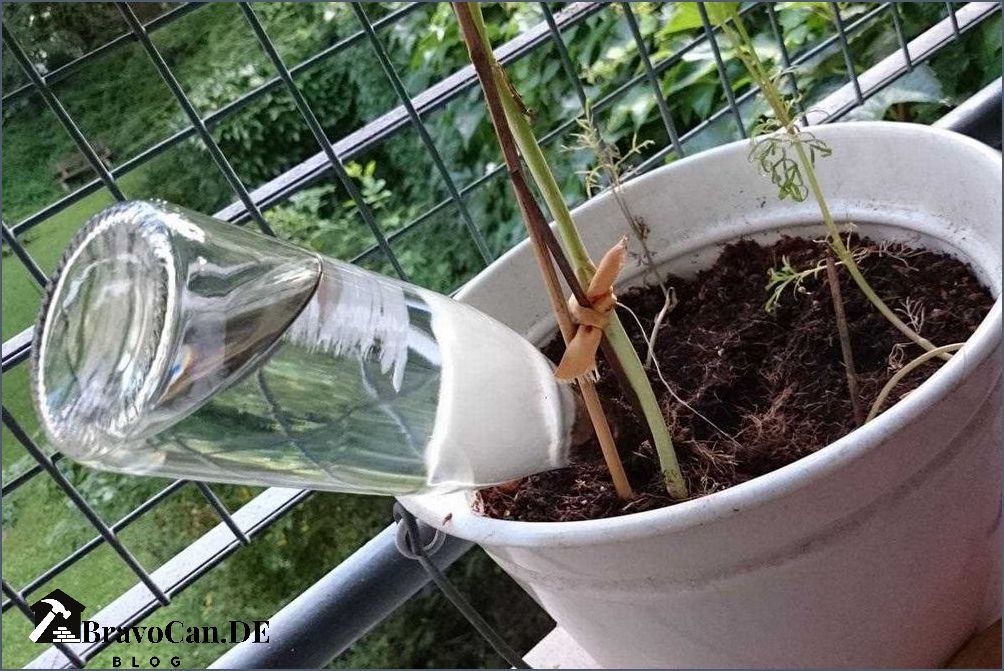 Tomaten bewässerung urlaub Tipps und Tricks für die Bewässerung Ihrer Pflanzen während Ihrer Abwesenheit