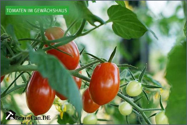 Tomaten pflanzen im Gewächshaus Tipps und Tricks