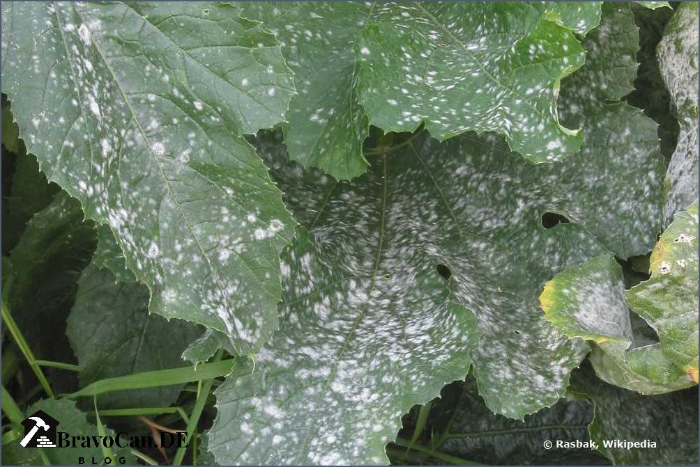 Tomaten pflanzen weiße Blätter Ursachen und Lösungen - Expertenrat Tomaten pflanzen weiße Blätter Ursachen und Lösungen - Expertenrat