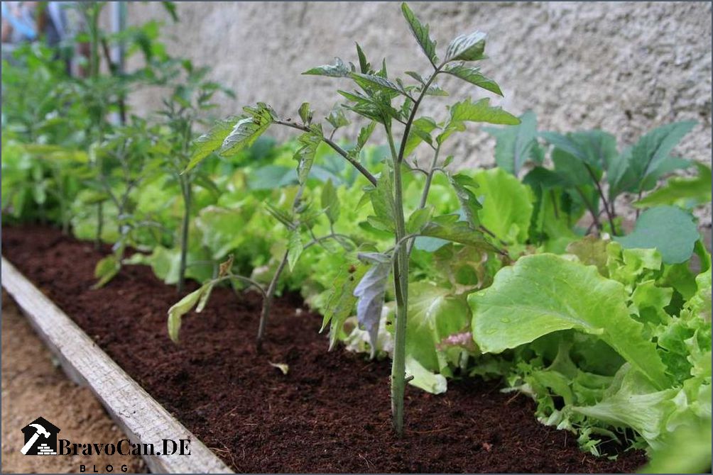 Tomaten und Basilikum zusammen pflanzen Tipps und Tricks für eine erfolgreiche Kombination