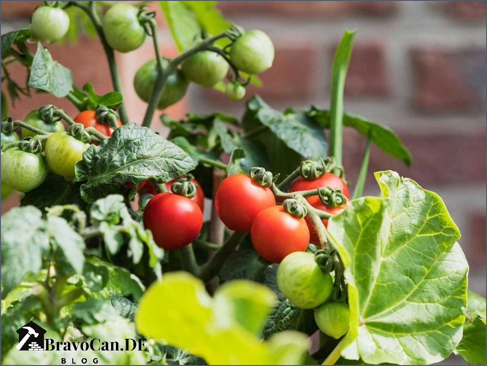Tomaten und Basilikum zusammen pflanzen Tipps und Tricks für eine erfolgreiche Kombination