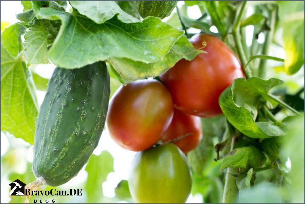 Tomaten und Basilikum zusammen pflanzen Tipps und Tricks für eine erfolgreiche Kombination