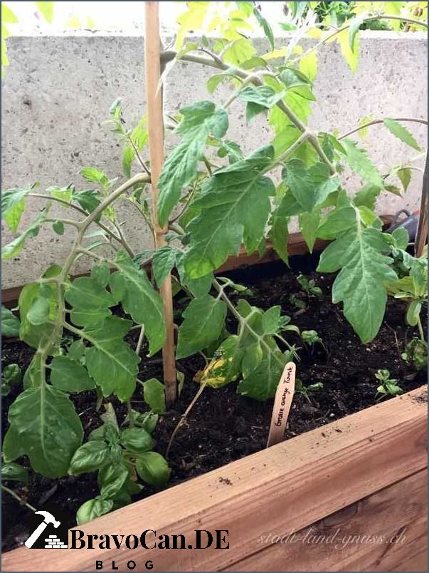 Tomaten und Basilikum zusammen pflanzen Tipps und Tricks für eine erfolgreiche Kombination