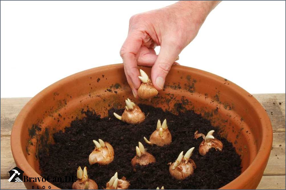 Tulpenzwiebeln pflanzen im Topf Tipps und Anleitung