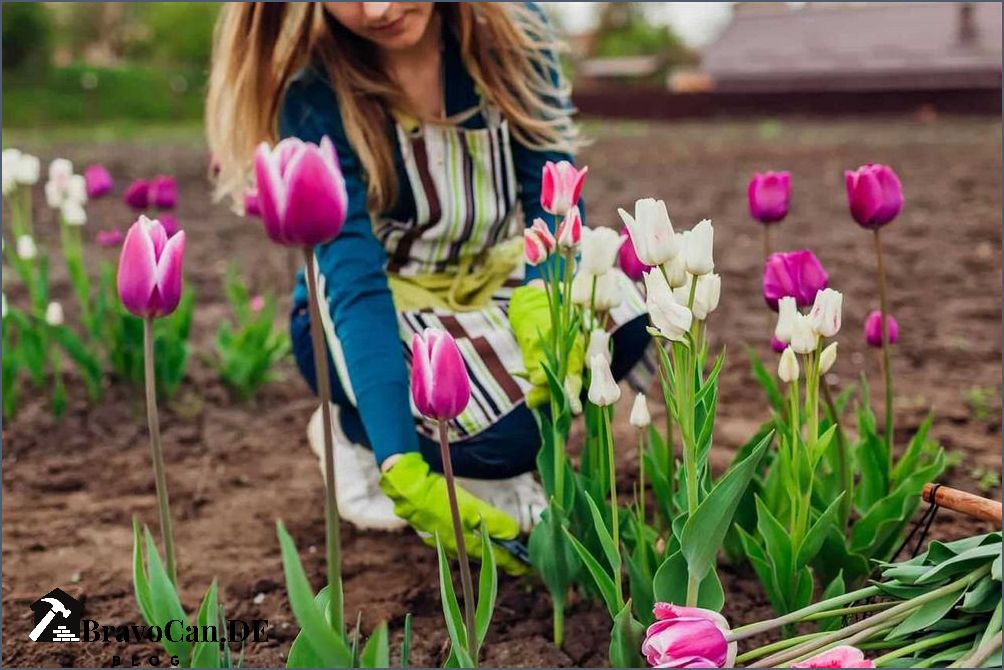 Tulpenzwiebeln pflanzen im Topf Tipps und Anleitung