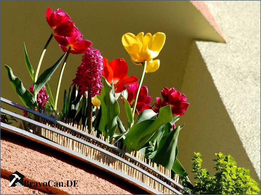 Tulpenzwiebeln pflanzen im Topf Tipps und Anleitung