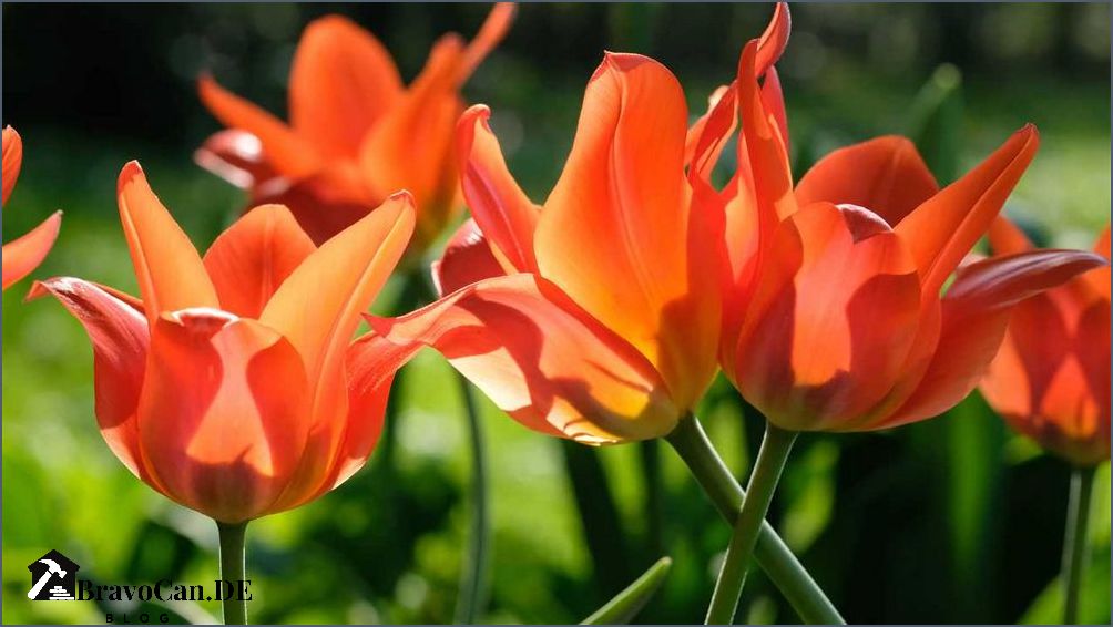 Tulpenzwiebeln pflanzen im Topf Tipps und Anleitung