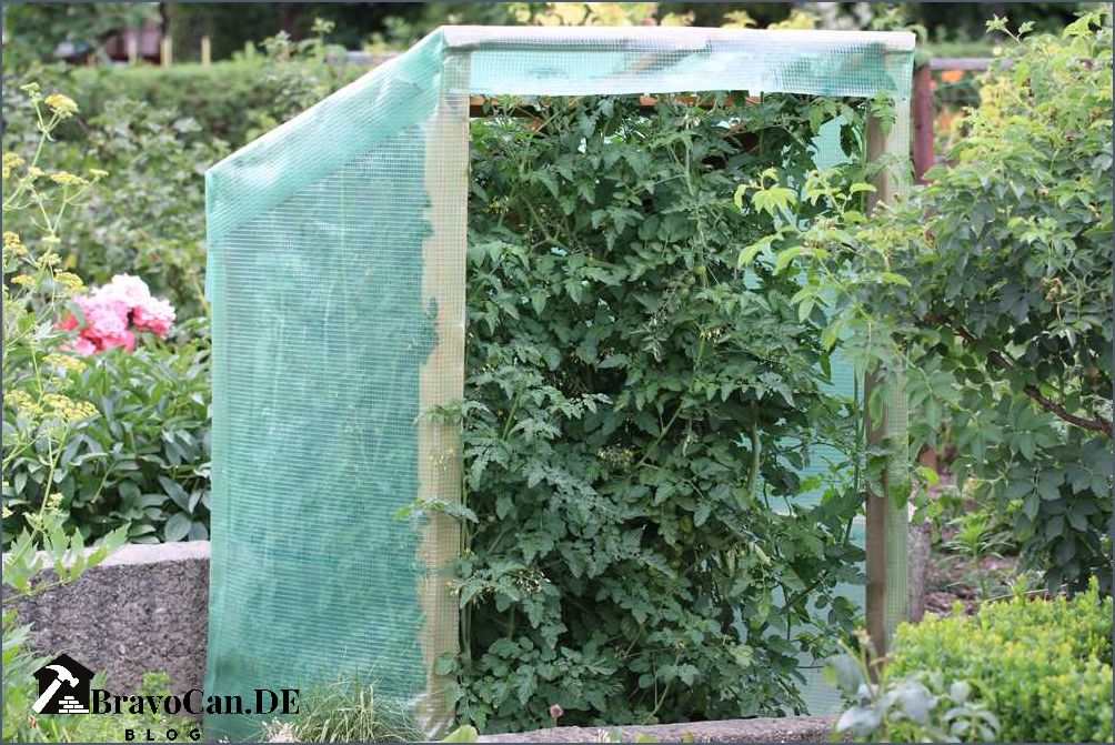 Überdachung für Tomaten Schutz und Wachstumsförderung für Ihre Pflanzen