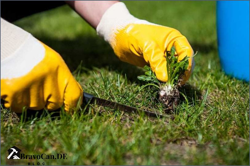 Unkraut im Garten Bilder und Tipps zur Unkrautbekämpfung Unkraut im Garten Bilder und Tipps zur Unkrautbekämpfung