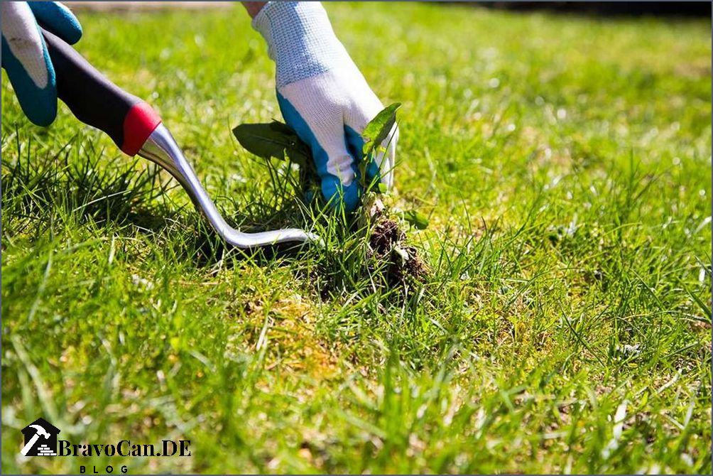Unkraut im Rasen bestimmen Tipps und Tricks