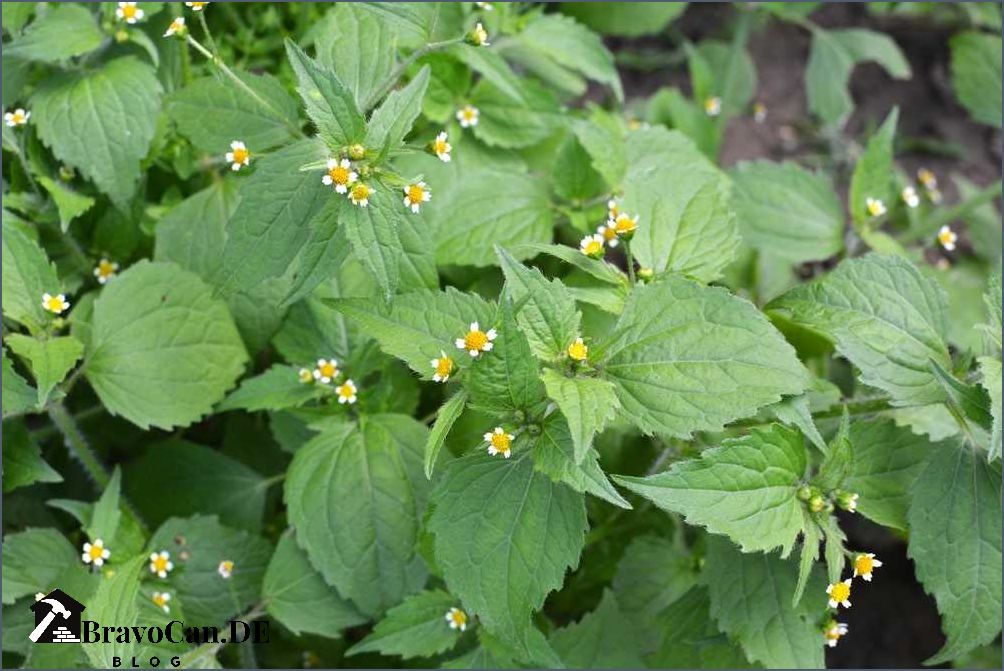 Unkraut mit weißen Blüten Eine Übersicht über die häufigsten Arten Bravocan.DE