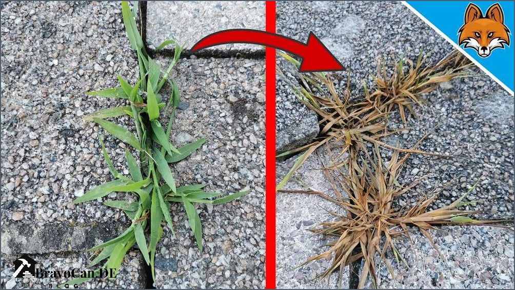 Unkrautvernichter selber machen Natürliche Methoden für einen unkrautfreien Garten Unkrautvernichter selber machen Natürliche Methoden für einen unkrautfreien Garten