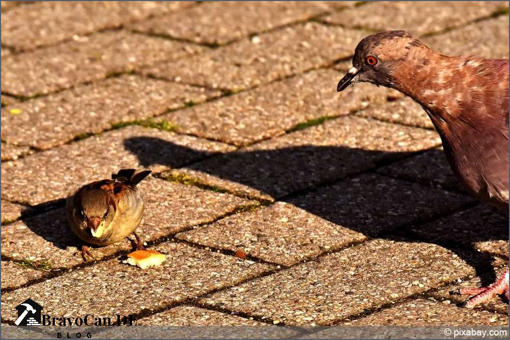 Vögel unterm Dach vertreiben - Tipps und Tricks