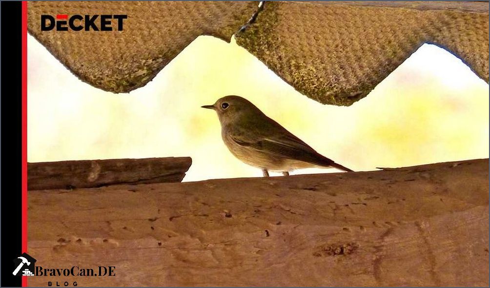 Vögel unterm Dach vertreiben - Tipps und Tricks